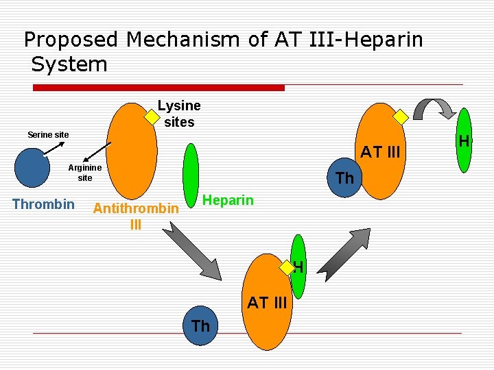 Proposed Mechanism of AT III-Heparin System Lysine sites Serine site AT III Arginine site