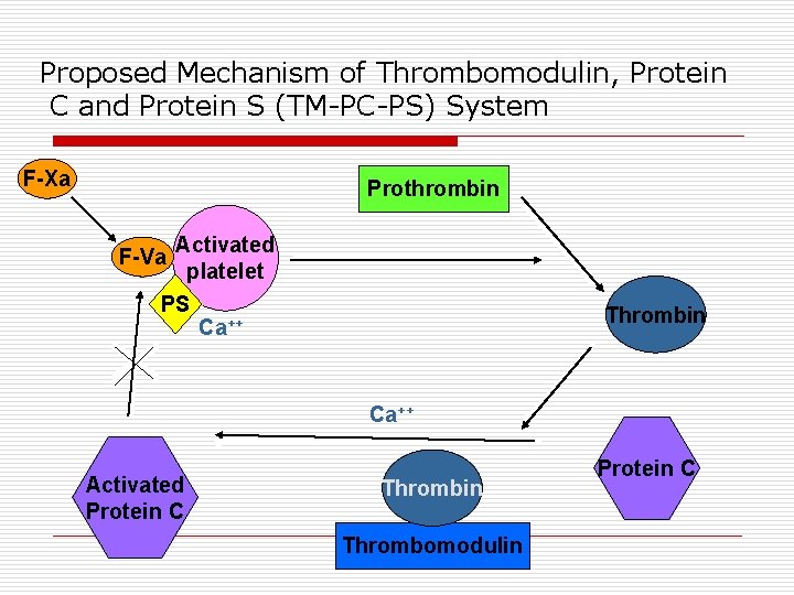Proposed Mechanism of Thrombomodulin, Protein C and Protein S (TM-PC-PS) System F-Xa Prothrombin F-Va