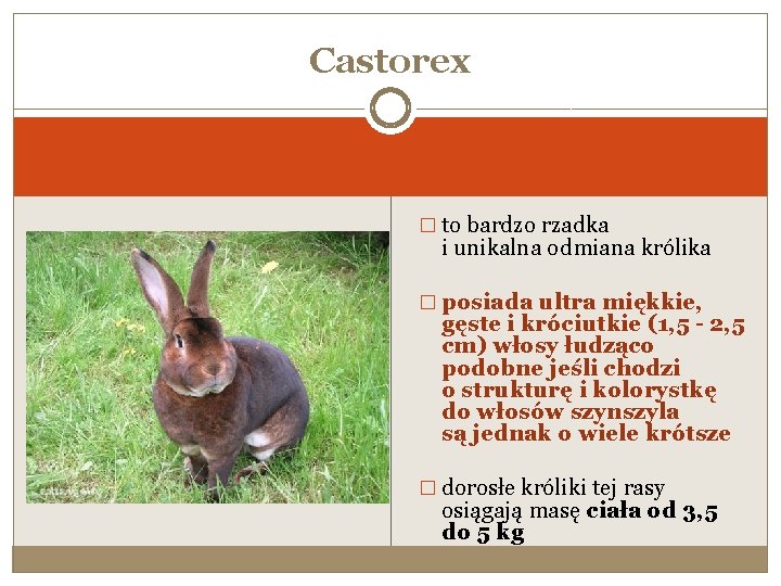Castorex � to bardzo rzadka i unikalna odmiana królika � posiada ultra miękkie, gęste