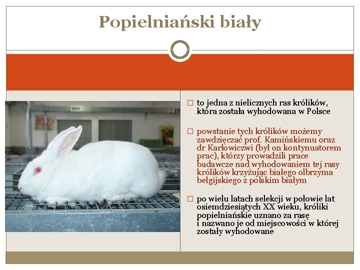 Popielniański biały � to jedna z nielicznych ras królików, która została wyhodowana w Polsce