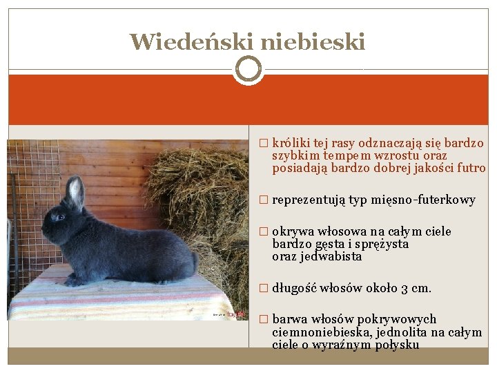 Wiedeński niebieski � króliki tej rasy odznaczają się bardzo szybkim tempem wzrostu oraz posiadają