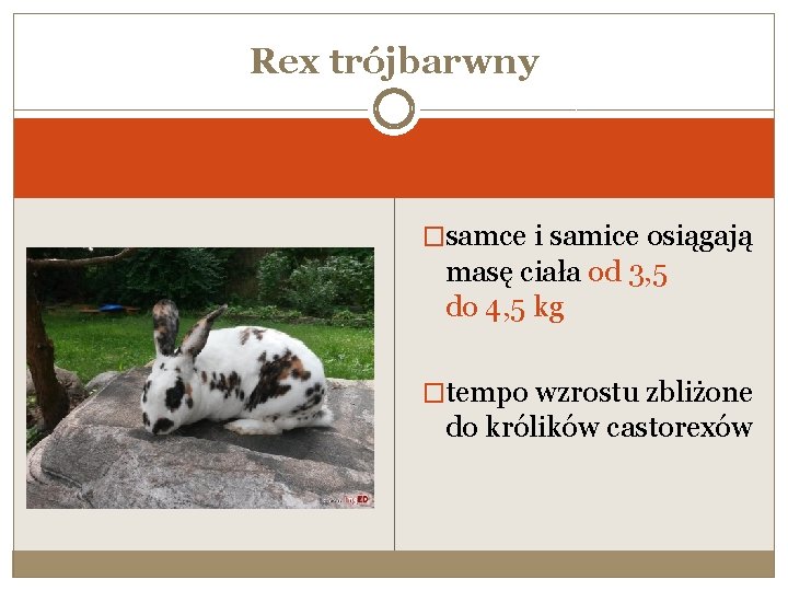 Rex trójbarwny �samce i samice osiągają masę ciała od 3, 5 do 4, 5