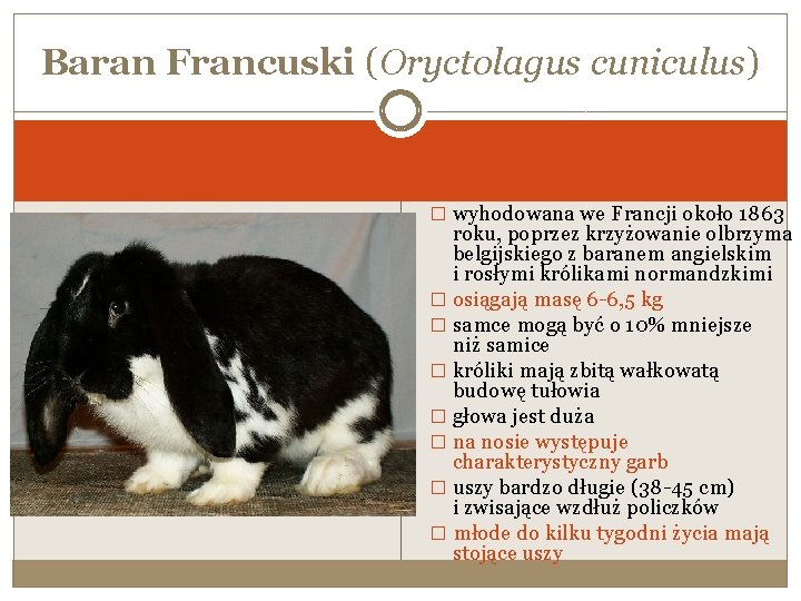 Baran Francuski (Oryctolagus cuniculus) � wyhodowana we Francji około 1863 roku, poprzez krzyżowanie olbrzyma
