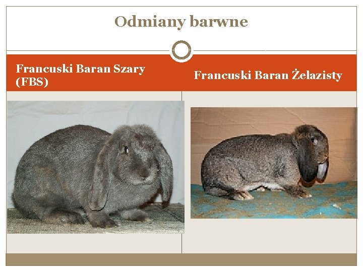 Odmiany barwne Francuski Baran Szary (FBS) Francuski Baran Żelazisty 