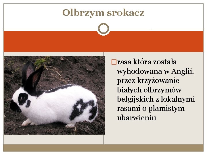 Olbrzym srokacz �rasa która została wyhodowana w Anglii, przez krzyżowanie białych olbrzymów belgijskich z