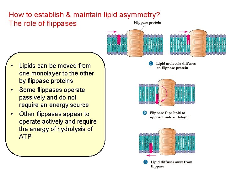 How to establish & maintain lipid asymmetry? The role of flippases • Lipids can