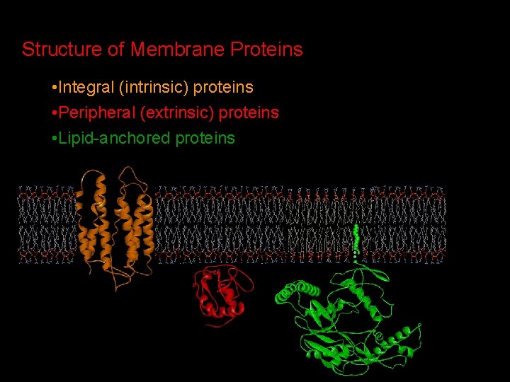 Structure of Membrane Proteins • Integral (intrinsic) proteins • Peripheral (extrinsic) proteins • Lipid-anchored