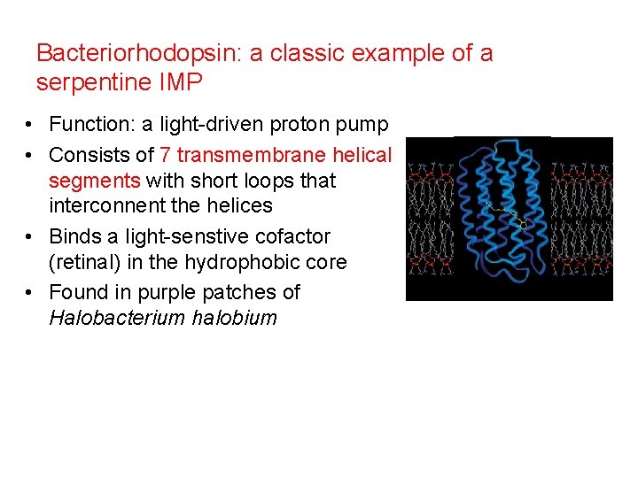 Bacteriorhodopsin: a classic example of a serpentine IMP • Function: a light-driven proton pump