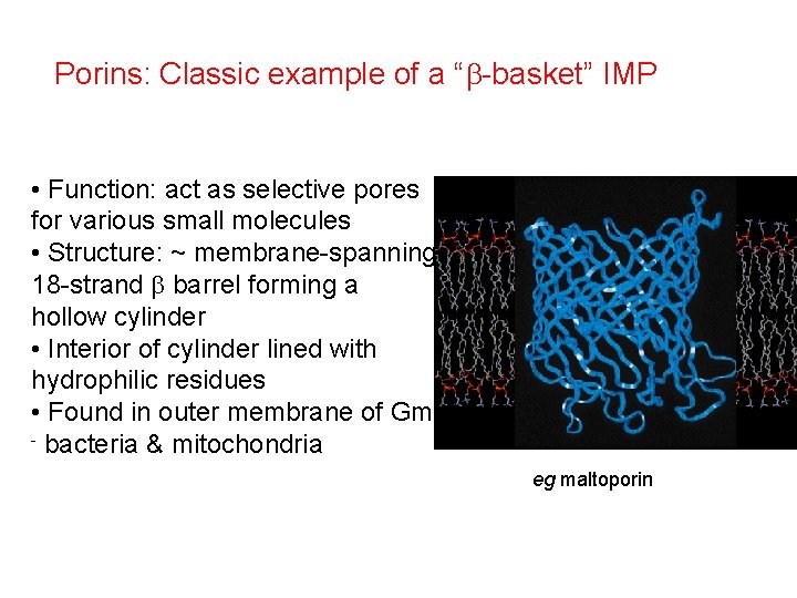 Porins: Classic example of a “b-basket” IMP • Function: act as selective pores for