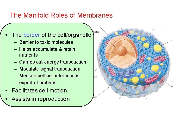 The Manifold Roles of Membranes • The border of the cell/organelle – Barrier to