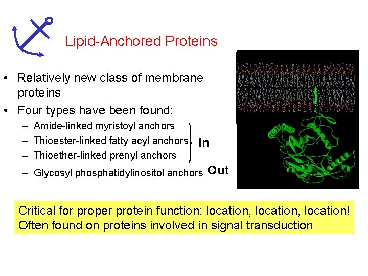 Lipid-Anchored Proteins • Relatively new class of membrane proteins • Four types have been