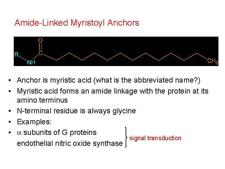Amide-Linked Myristoyl Anchors • Anchor is myristic acid (what is the abbreviated name? )