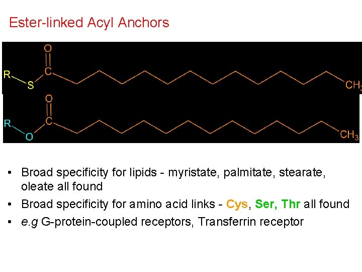 Ester-linked Acyl Anchors • Broad specificity for lipids - myristate, palmitate, stearate, oleate all