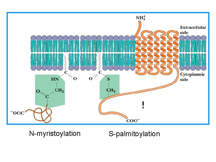 ! N-myristoylation S-palmitoylation 