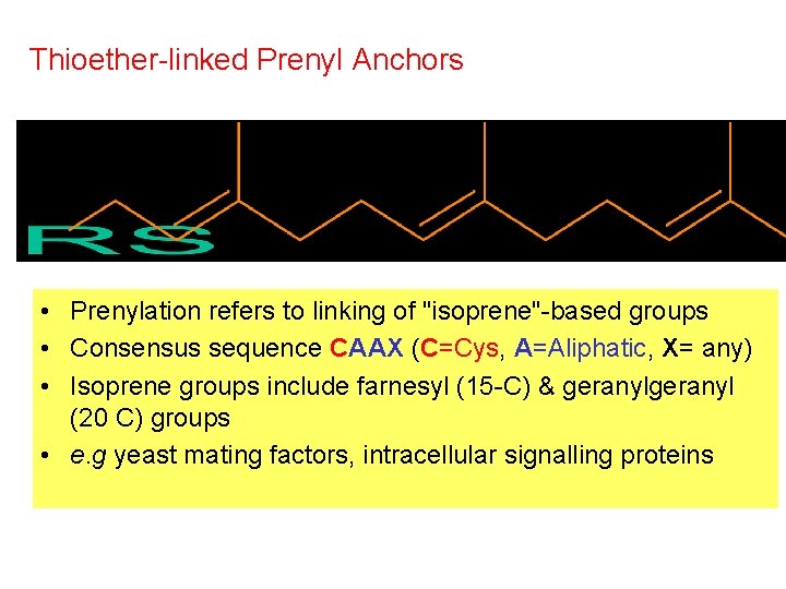 Thioether-linked Prenyl Anchors • Prenylation refers to linking of "isoprene"-based groups • Consensus sequence