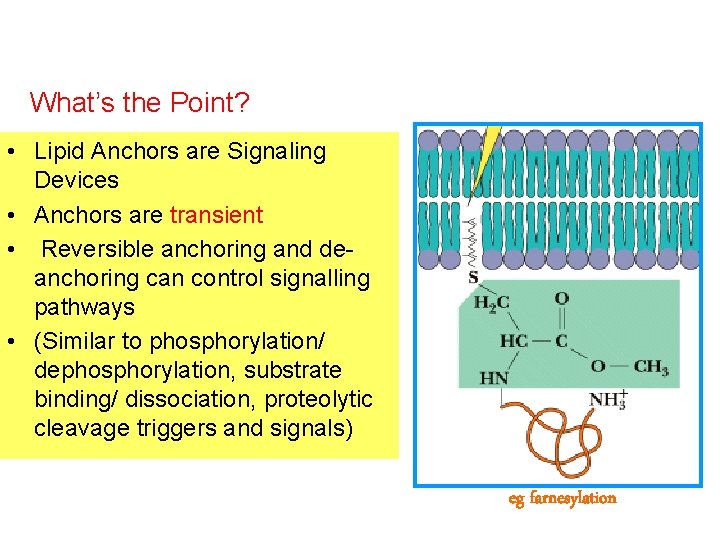 What’s the Point? • Lipid Anchors are Signaling Devices • Anchors are transient •