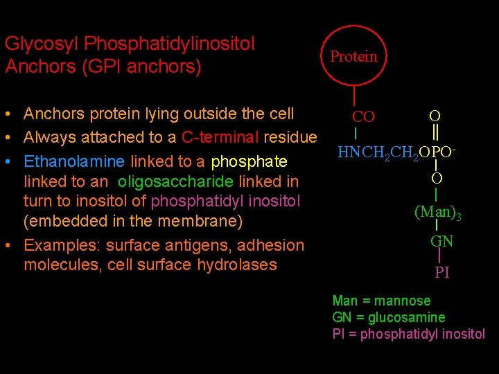 Glycosyl Phosphatidylinositol Anchors (GPI anchors) • Anchors protein lying outside the cell • Always