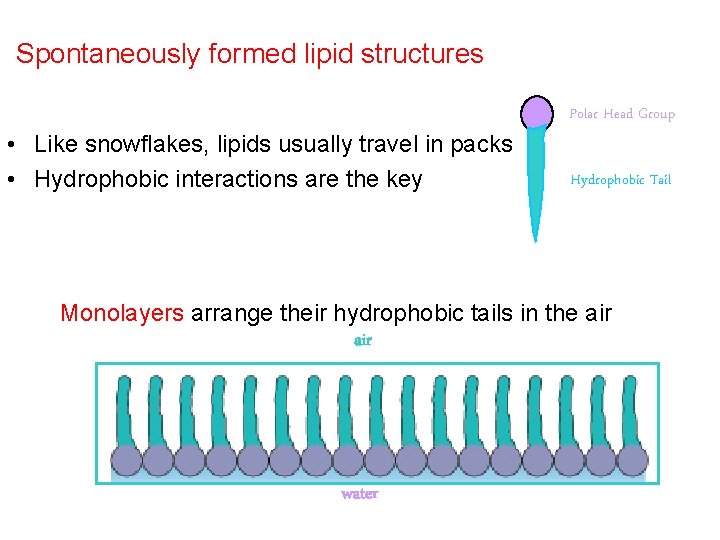 Spontaneously formed lipid structures • Like snowflakes, lipids usually travel in packs • Hydrophobic