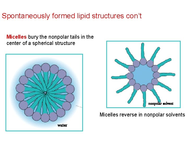 Spontaneously formed lipid structures con’t Micelles bury the nonpolar tails in the center of
