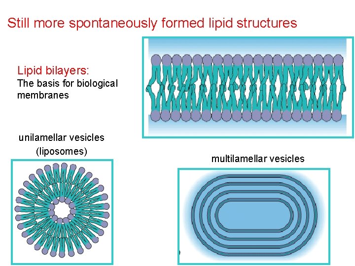 Still more spontaneously formed lipid structures Lipid bilayers: The basis for biological membranes unilamellar