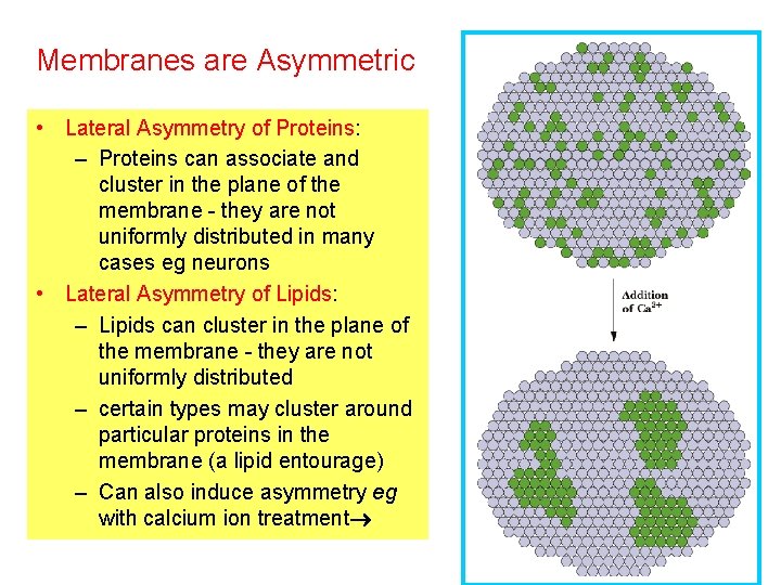 Membranes are Asymmetric • Lateral Asymmetry of Proteins: – Proteins can associate and cluster