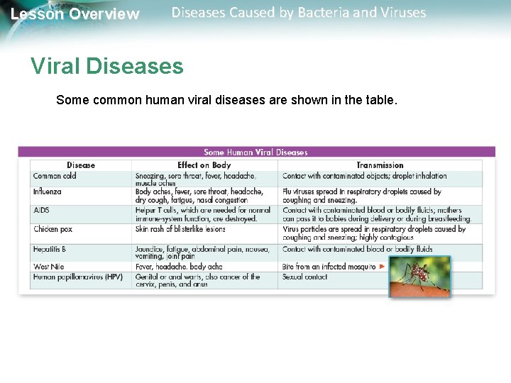 Lesson Overview Diseases Caused by Bacteria and Viruses