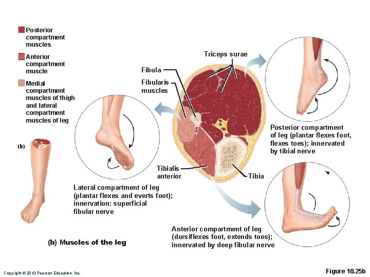 Posterior compartment muscles Triceps surae Anterior compartment muscle Fibula Medial compartment muscles of thigh