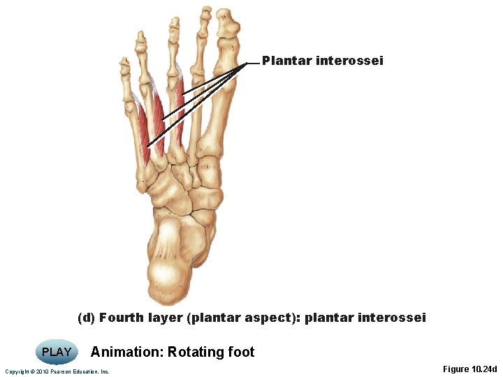 Plantar interossei (d) Fourth layer (plantar aspect): plantar interossei PLAY Animation: Rotating foot Copyright