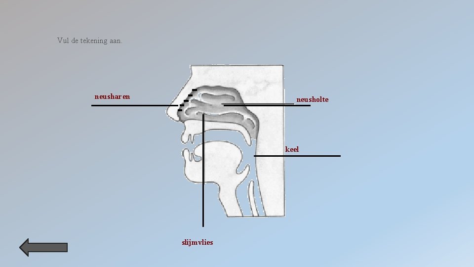 Vul de tekening aan. neusharen neusholte keel slijmvlies 