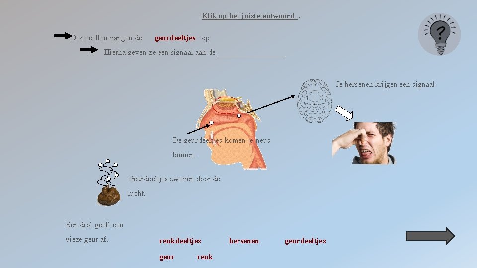 Klik op het juiste antwoord. Deze cellen vangen de geurdeeltjes op. Hierna geven ze