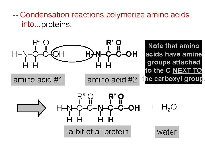 -- Condensation reactions polymerize amino acids into. . . proteins. R” O H–N–C–C–OH H