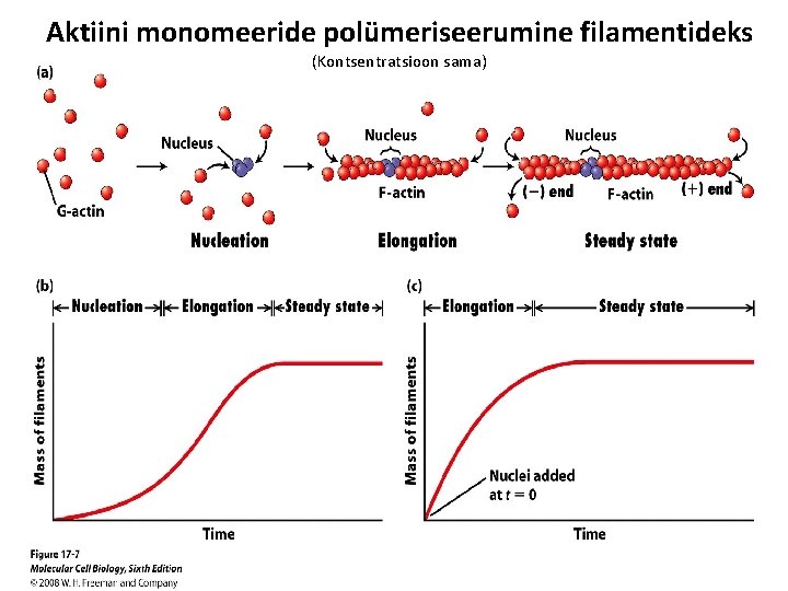 Aktiini monomeeride polümeriseerumine filamentideks (Kontsentratsioon sama) 