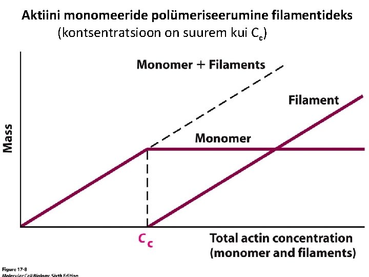 Aktiini monomeeride polümeriseerumine filamentideks (kontsentratsioon on suurem kui Cc) 0, 1 u. M 