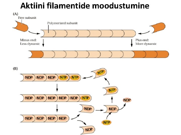Aktiini filamentide moodustumine 