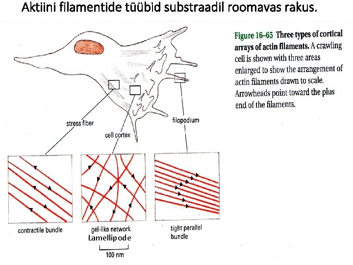 Aktiini filamentide tüübid substraadil roomavas rakus. Lamellipode 