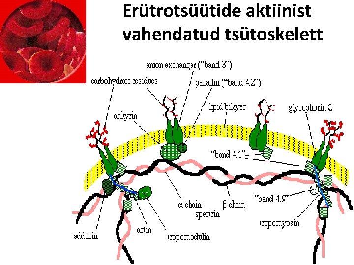 Erütrotsüütide aktiinist vahendatud tsütoskelett 