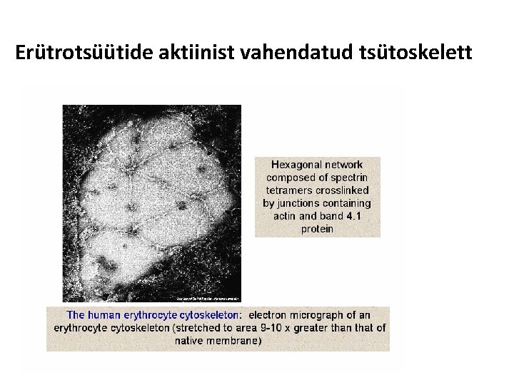 Erütrotsüütide aktiinist vahendatud tsütoskelett 