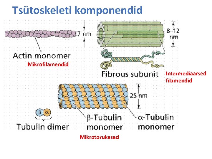 Tsütoskeleti komponendid Mikrofilamendid Intermediaarsed filamendid Mikrotorukesed 