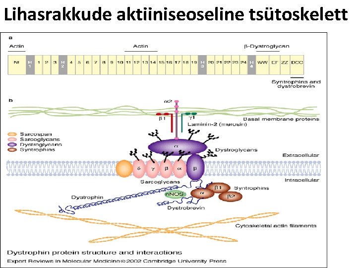 Lihasrakkude aktiiniseoseline tsütoskelett 