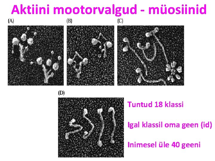 Aktiini mootorvalgud - müosiinid Tuntud 18 klassi Igal klassil oma geen (id) Inimesel üle