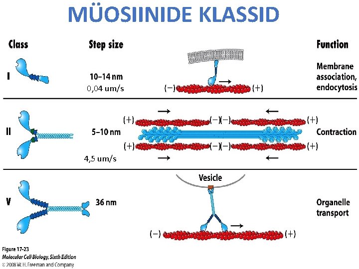 MÜOSIINIDE KLASSID 0, 04 um/s 4, 5 um/s 