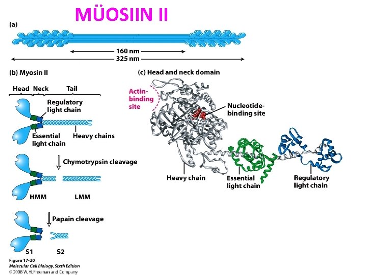 MÜOSIIN II 