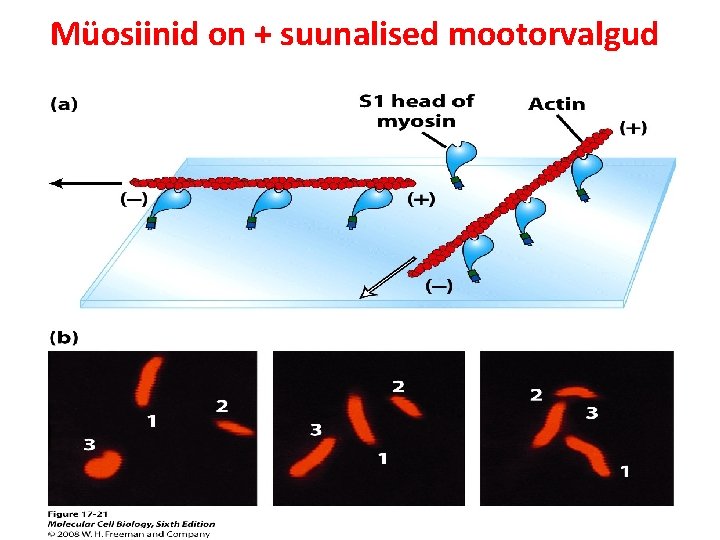 Müosiinid on + suunalised mootorvalgud 