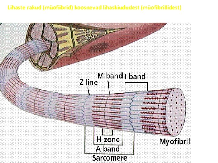 Lihaste rakud (müofiibrid) koosnevad lihaskiududest (müofibrillidest) 