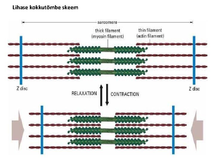 Lihase kokkutõmbe skeem 