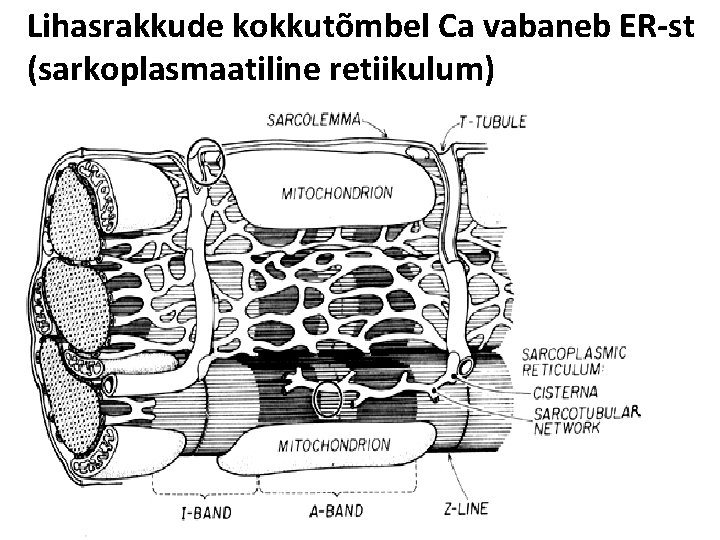 Lihasrakkude kokkutõmbel Ca vabaneb ER-st (sarkoplasmaatiline retiikulum) 