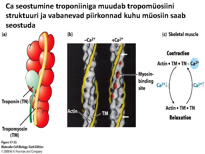 Ca seostumine troponiiniga muudab tropomüosiini struktuuri ja vabanevad piirkonnad kuhu müosiin saab seostuda 