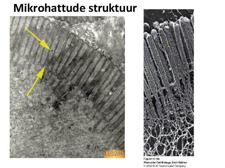 Mikrohattude struktuur 