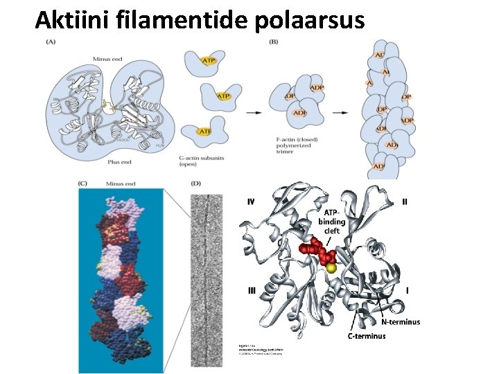 Aktiini filamentide polaarsus 