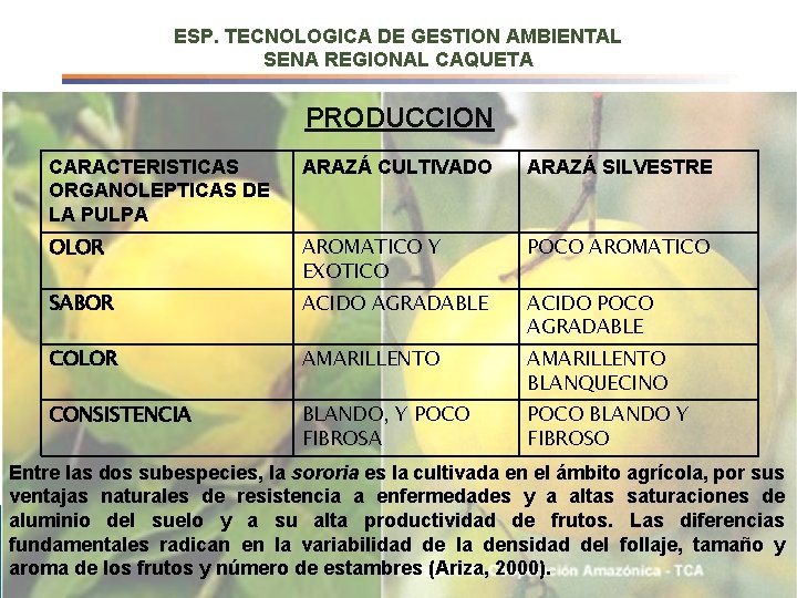 ESP. TECNOLOGICA DE GESTION AMBIENTAL SENA REGIONAL CAQUETA PRODUCCION CARACTERISTICAS ORGANOLEPTICAS DE LA PULPA